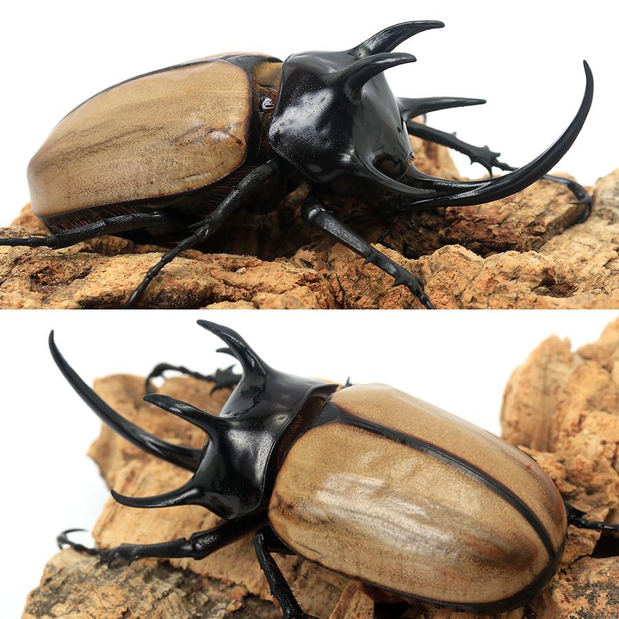 昆虫）ゴホンヅノカブトムシ（原名亜種）タイ産 成虫 WD 80