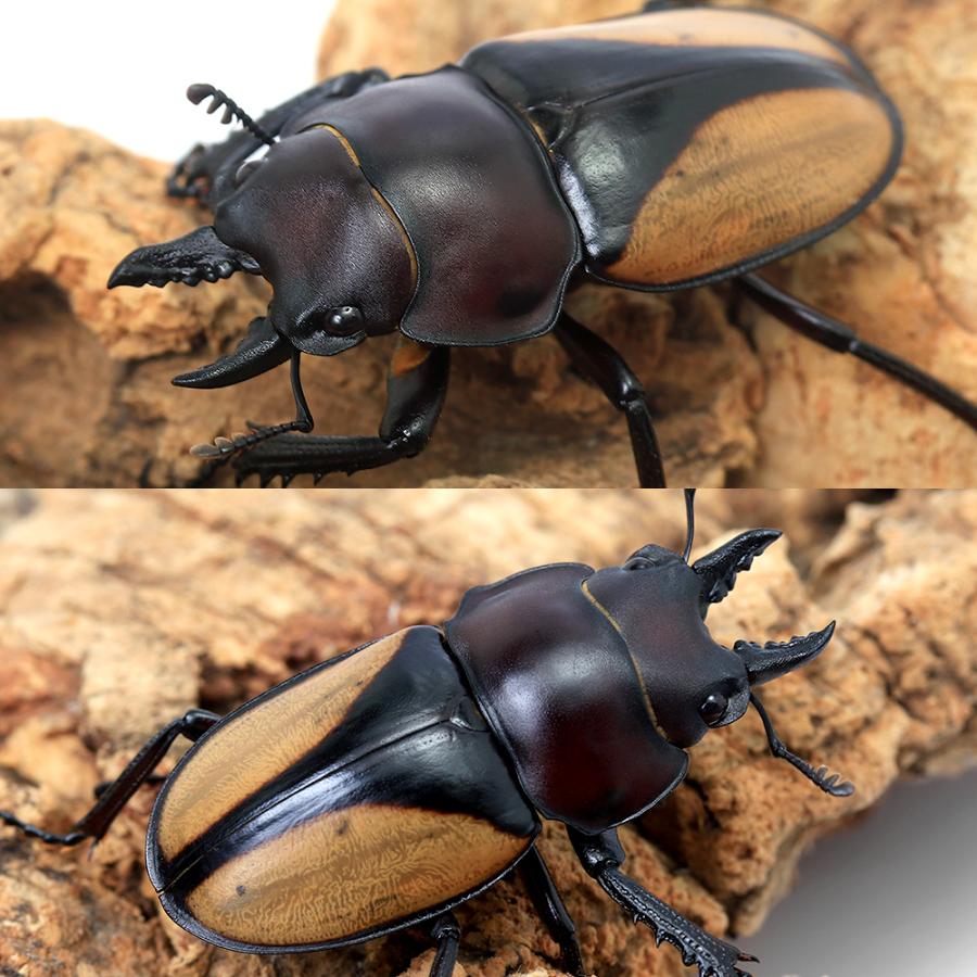 昆虫）マルギナトゥスマルバネクワガタ（亜種パリー）タイ産 成虫 WD