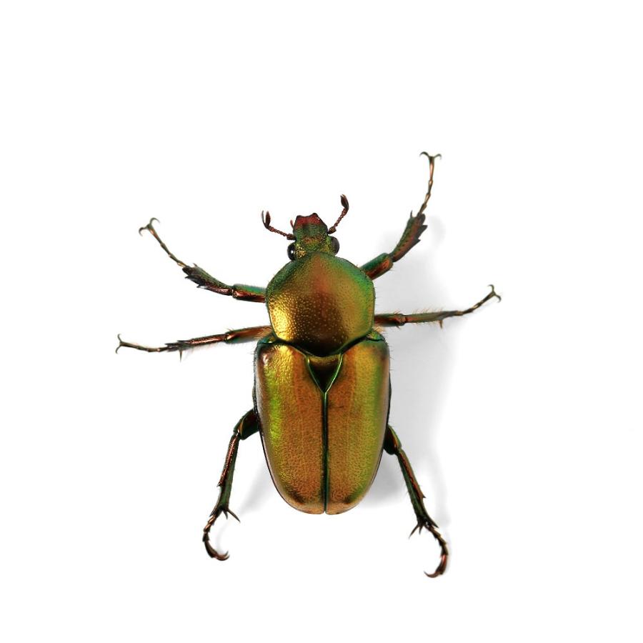 【標本】ロドリゲスカブトハナムグリ　♂20頭セット 昆虫）ロドリゲスカブトハナムグリ パラワン産 幼虫 WF1 初〜2令
