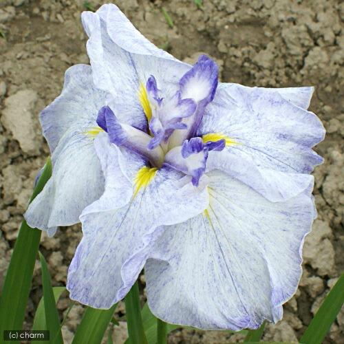 （ビオトープ）水生植物　花菖蒲　月の浜辺（ツキノハマベ）肥後系白地藤砂子六英花（１ポット）（Yahoo!・charm 第2ヤフー店）