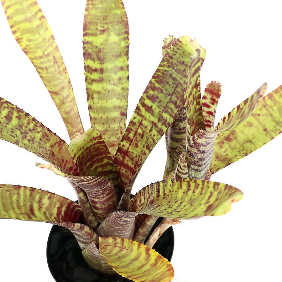 （観葉植物）ネオレゲリア　’タイガーカブ’（１株）タンクブロメリア（Yahoo!・charm 第2ヤフー店）