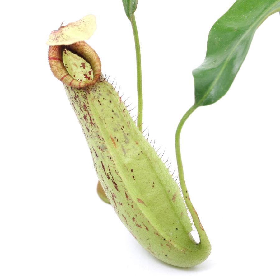 （食虫植物）ウツボカズラ　ネペンテス　ダイエリアナ　２．５〜３号（１ポット）（Yahoo!・charm 第2ヤフー店）
