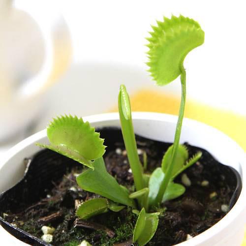 （食虫植物）ハエトリソウ　シャークティース　２．５〜３号（１ポット）（Yahoo!・charm 第2ヤフー店）