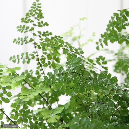 （観葉植物）アジアンタム　５号（１鉢）（Yahoo!・charm 第2ヤフー店）