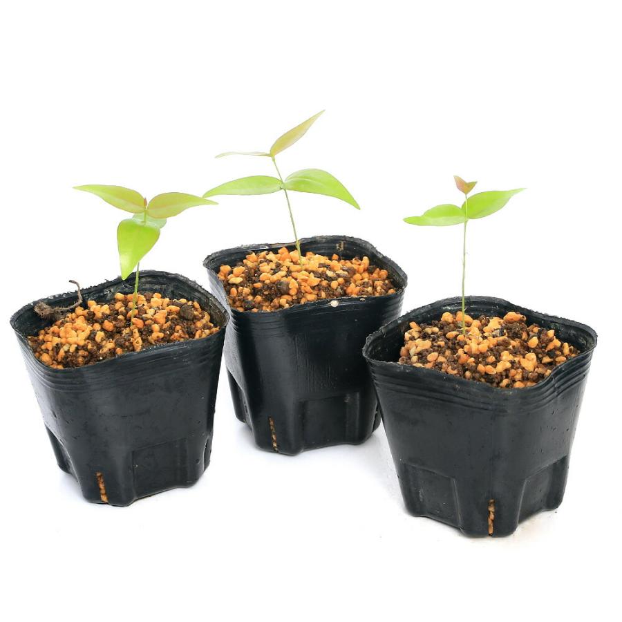 ピタンガの苗③ チャーム（charm） （観葉植物）ピタンガ（スリナムチェリー）3号（1