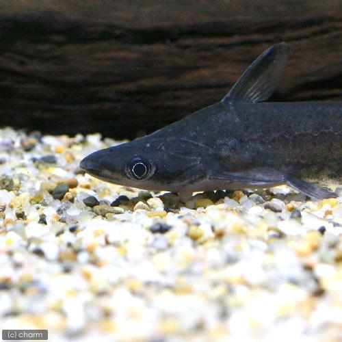 （熱帯魚）ドワーフドルフィン・キャット（１匹）　北海道・九州航空便要保温_1
