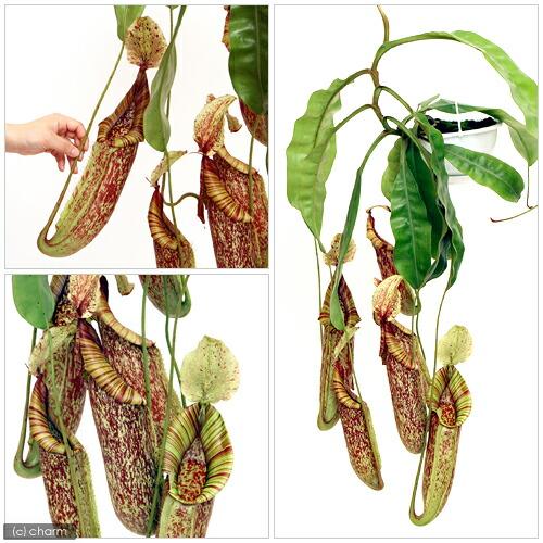 ウツボカズラ　ネペンテス　ダイエリアナ　食虫植物　1鉢価格　吊り鉢 チャーム（charm） （食虫植物）ウツボカズラ ネペンテス ダイエ