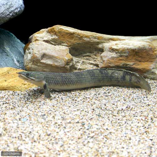 （熱帯魚）ポリプテルス・モケーレムベンベ（旧レトロピンニス）Ｌサイズ（２０〜２５ｃｍ）（ワイルド）（１匹）　北海道・九州航空便要保温_1