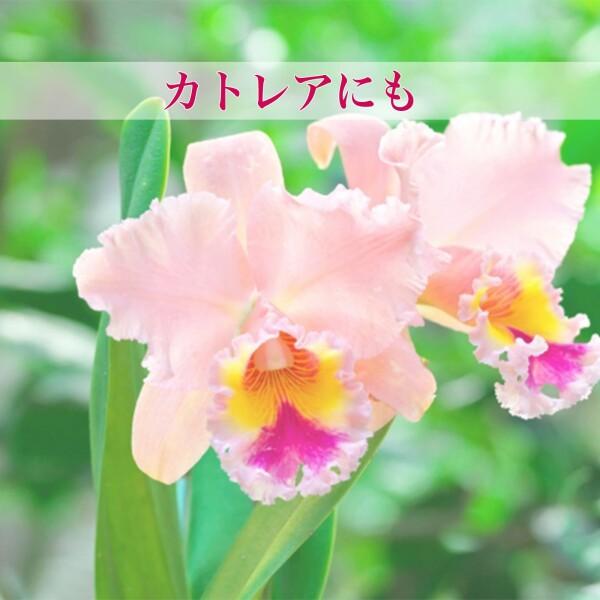 水苔 ニュージーランド産 AAA 150g×3 ジャパン蘭土 ニュージー産圧縮ミズゴケ 乾燥水ごけ 園芸 胡_4