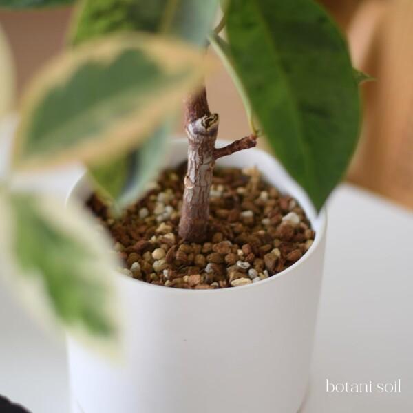 botani soil 3L 3袋 (ボタニソイル) 室内向け 観葉植物の土 虫が湧きづらい_6