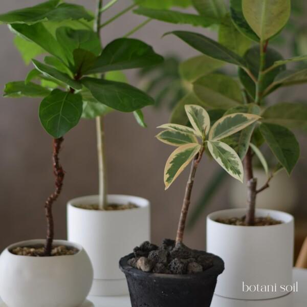 botani soil 3L 3袋 (ボタニソイル) 室内向け 観葉植物の土 虫が湧きづらい_7