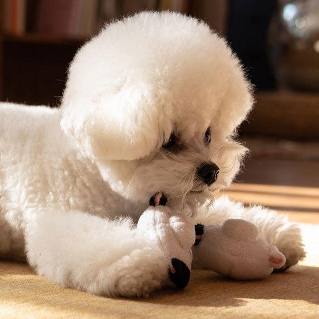 犬 おもちゃ 猫 ディズニー 犬おもちゃ 犬のおもちゃ 犬用 ペット ワンワン わんわん charme | Disney | 01