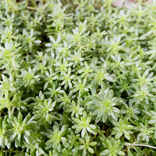 多肉植物/セダム/グランドカバー/モリムラマンネングサ（〜50g以内：毎週月曜日発送：7月15日の週は祝日を挟む為、7月22日発送へ回します）｜charmers