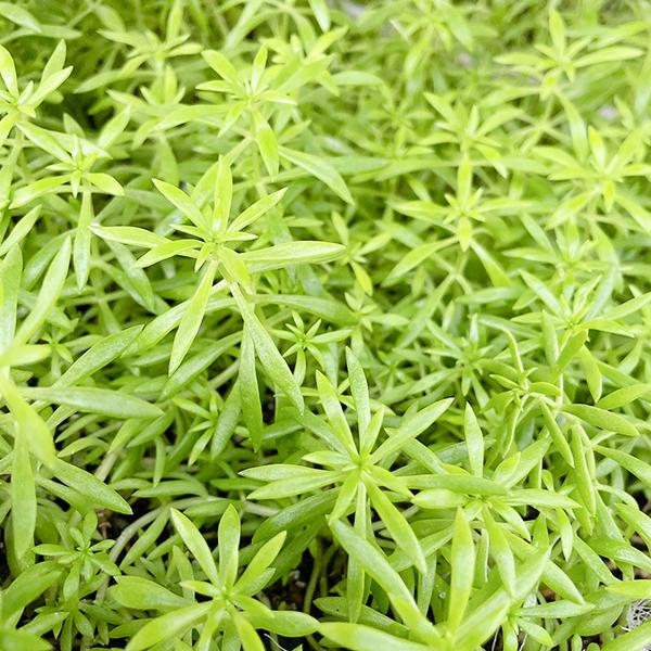 多肉植物/セダム/グランドカバー/オノマンネングサ 万年草（〜50g以内