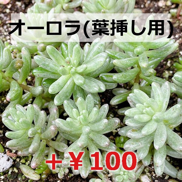 多肉植物/レディジア（月曜日発送：7月20日の週は祝日の為、7月27日