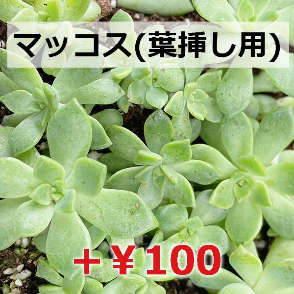 多肉植物/レディジア（月曜日発送：8月10日の週は祝日を挟む為、8月17