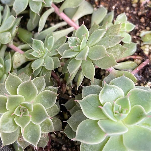 多肉植物/マーガレットレッピン（月曜日発送：2月23日の週は