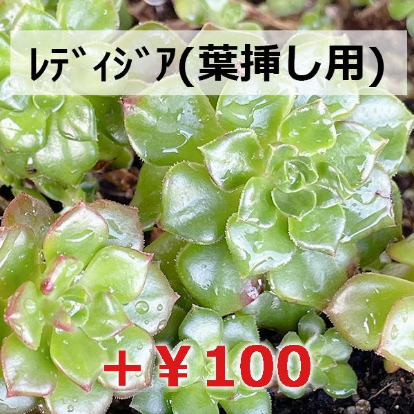 多肉植物/マッコス（月曜日発送：7月20日の週は祝日の為、7月27日