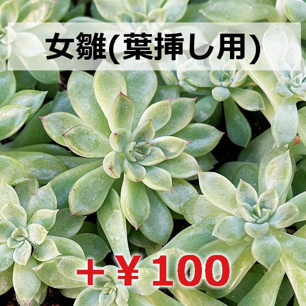 多肉植物/マッコス（月曜日発送：7月20日の週は祝日の為、7月27日