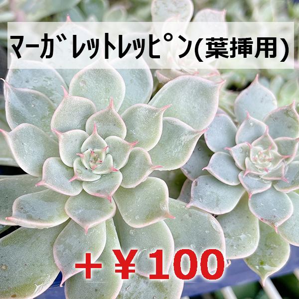 多肉植物/マッコス（月曜日発送：7月20日の週は祝日の為、7月27日