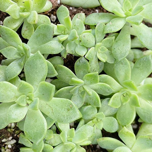 多肉植物/マッコス（月曜日発送：7月20日の週は祝日の為、7月27日