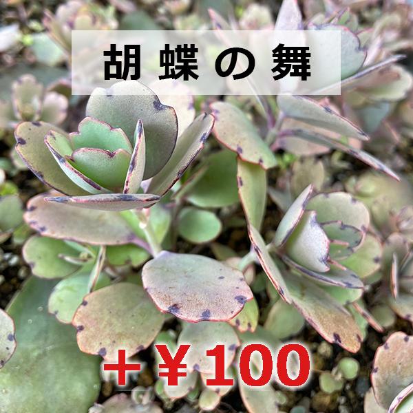 多肉植物/マッコス（月曜日発送：7月20日の週は祝日の為、7月27日