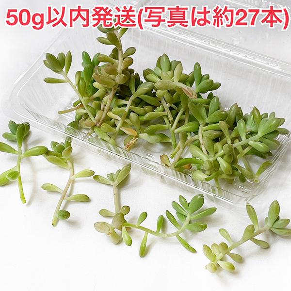 多肉植物/姫秋麗 姫秀麗 多肉丼（〜50g以内発送：月曜日発送：7月20 