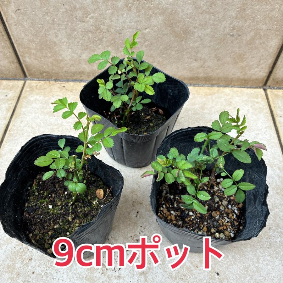 マイクロミニバラ①　みさき　追跡あり　黒ポットのまま 植物/挿し木苗/マイクロミニバラ ミサキ みさき 9cmポット(M)1苗