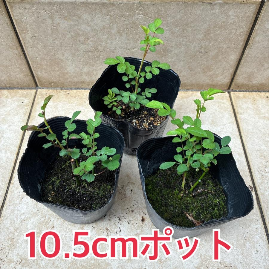 植物/挿し木苗/マイクロミニバラ ミサキ みさき 10.5cm(L)/（月曜日