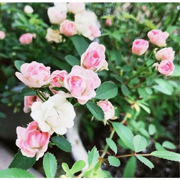 植物/挿し木苗/マイクロミニバラ ミサキ みさき 10.5cm(L)/（月曜日