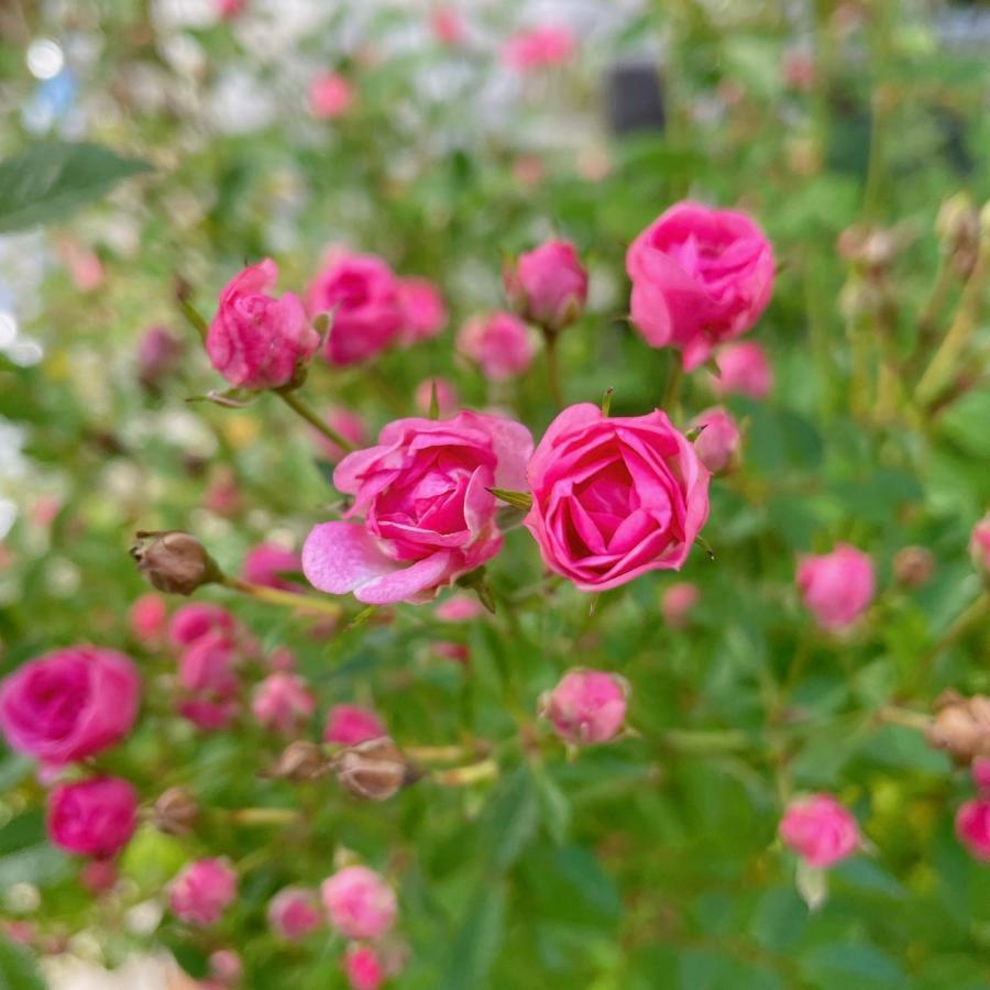 ＊ヒロ様確認用＊　ばら苗 バラ苗 挿し木苗　薄ピンク ばら苗 バラ苗 挿し木苗 薄ピンク - メルカリ