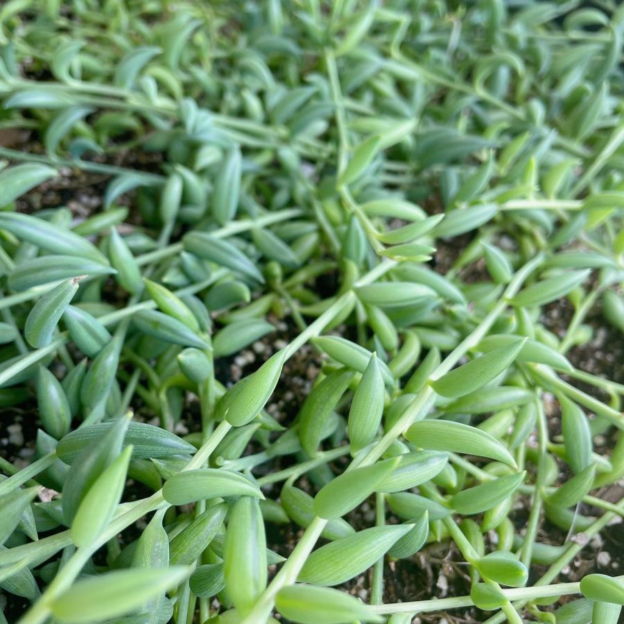 多肉植物/アーモンドネックレス（〜50g以内：月曜日発送：7月20日の週
