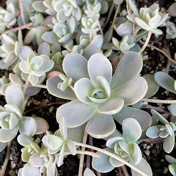 多肉植物/子持ち蓮華 脇目が多い時期（月曜日発送：11月2日の週は祝日