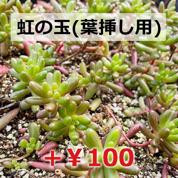 多肉植物/子持ち蓮華 脇目が多い時期（月曜日発送：10月13日