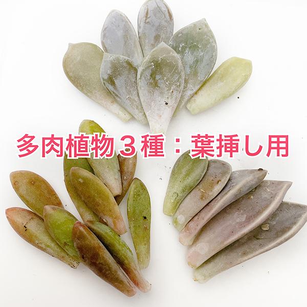多肉植物/淡雪・秋麗・朧月（葉挿し用〜50g以内：月曜日発送：11月2日