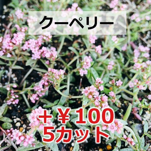 多肉植物/朧月（月曜日発送：7月20日の週は祝日の為、7月27日発送へ
