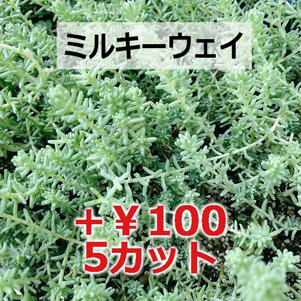 多肉植物/秋麗【S/M増量中】（月曜日発送：7月20日の週は祝日の為、7