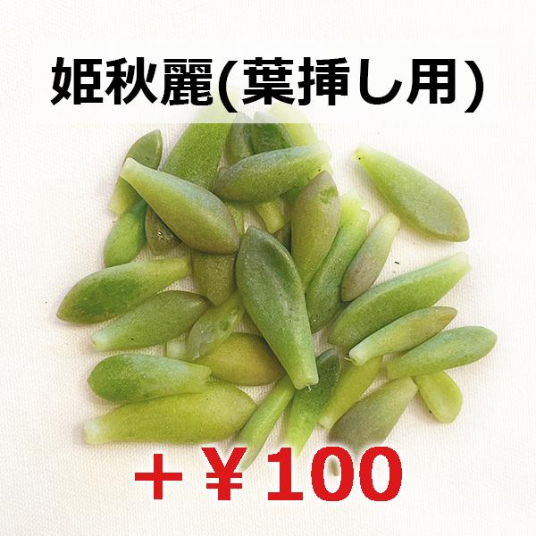 多肉植物/秋麗【S/M増量中】（月曜日発送：12月29日の週は年末の為