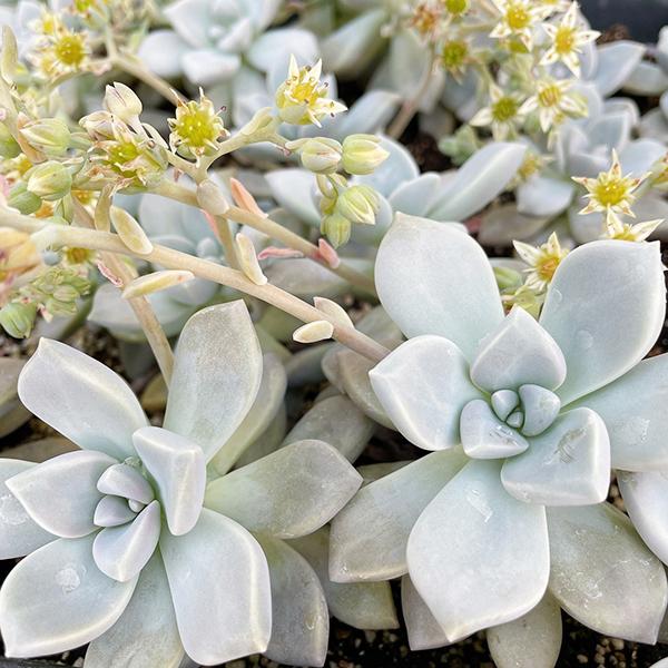 多肉植物/淡雪（サイズアップ中）（月曜日発送：10月12日の週は祝日を