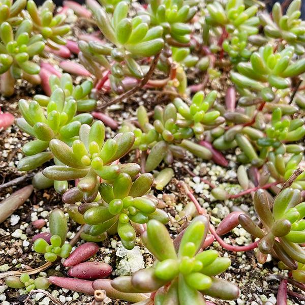 多肉植物/セダム/虹の玉（月曜日発送：11月2日の週は祝日を挟む為、11