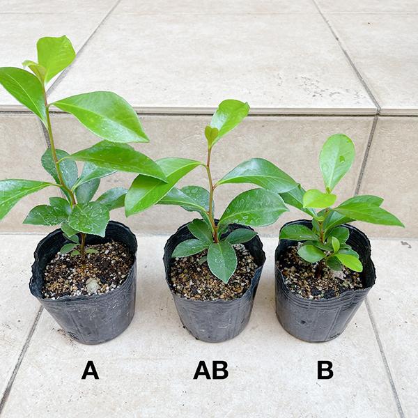ミ*)様 2025実生苗セットj 旬*。様 2025実生苗セットe 4センチポット