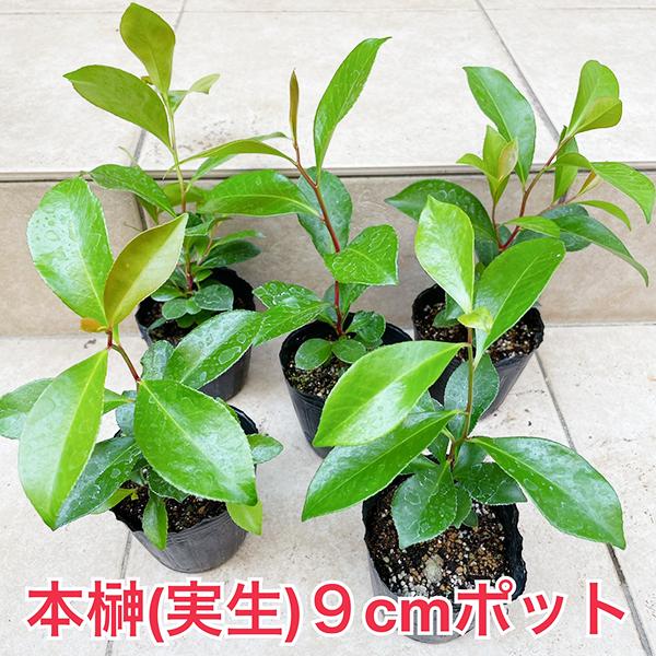 榊 苗木 本榊 ホンサカキ 実生苗 高め(A) 9cmポット1苗（月曜日発送