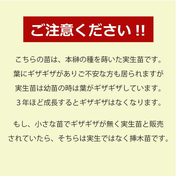 植物/本榊 実生苗 高め(A) 9cmポット1苗（月曜日発送：1月12日