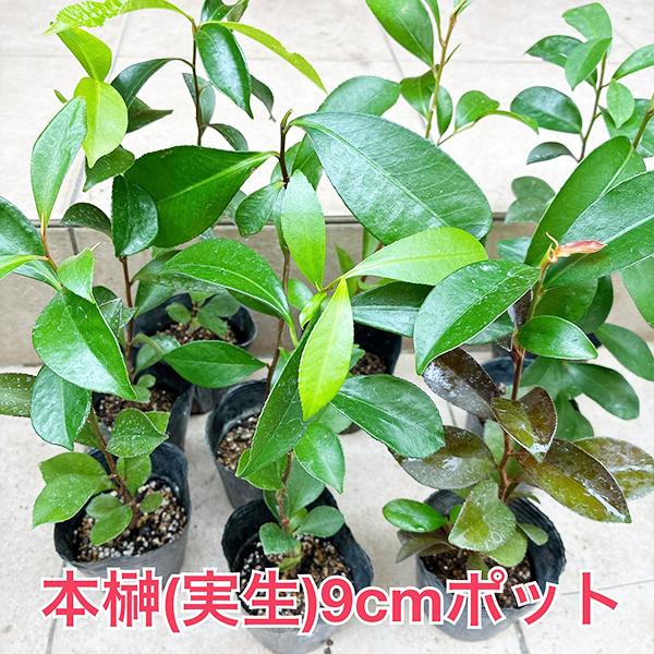 植物/本榊 実生苗 Aより少し高め(特A) 9cmポット1苗（月曜日発送：7月20日の週は祝日の為、7月27日発送へ回します ...