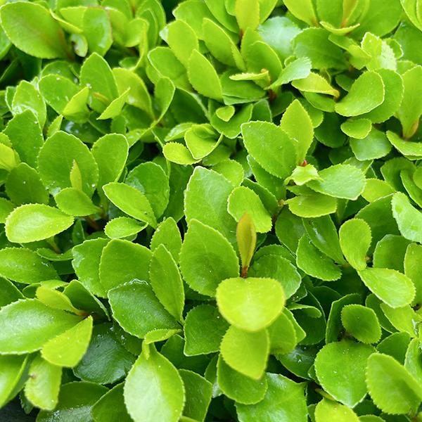 植物/本榊 実生 幼苗 9cmポット 複数本(写真は約30本以上)（月曜日