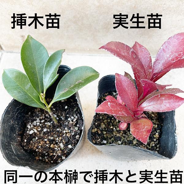 植物/本榊 実生 幼苗 9cmポット 複数本(写真は約30本以上)（月曜日