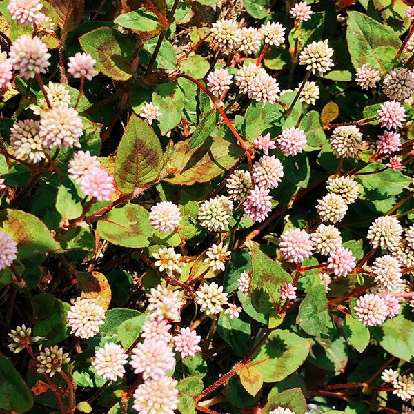 植物/ヒメツルソバ(ポリゴナム) （〜50g以内：月曜日発送：1月12日