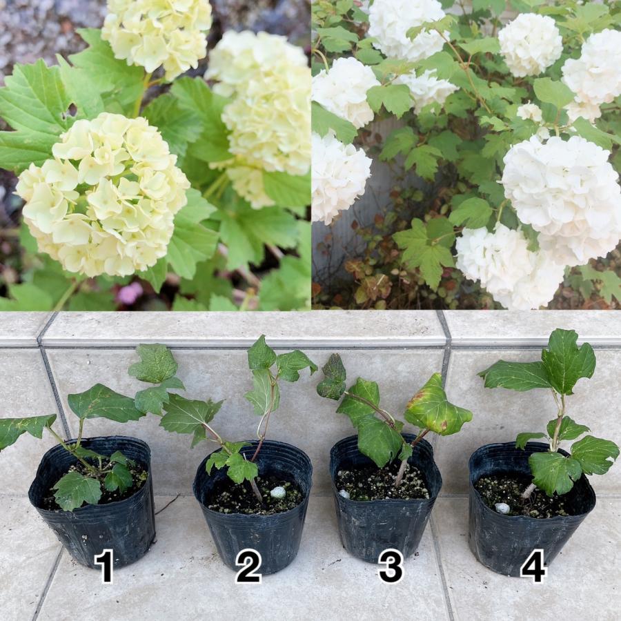 植物 挿し木苗 ビバーナム スノーボール 月曜日発送 2月日の週は祝日を挟む為 2月27日発送へ回します Plants 903 Charmers Yahoo 店 通販 Yahoo ショッピング