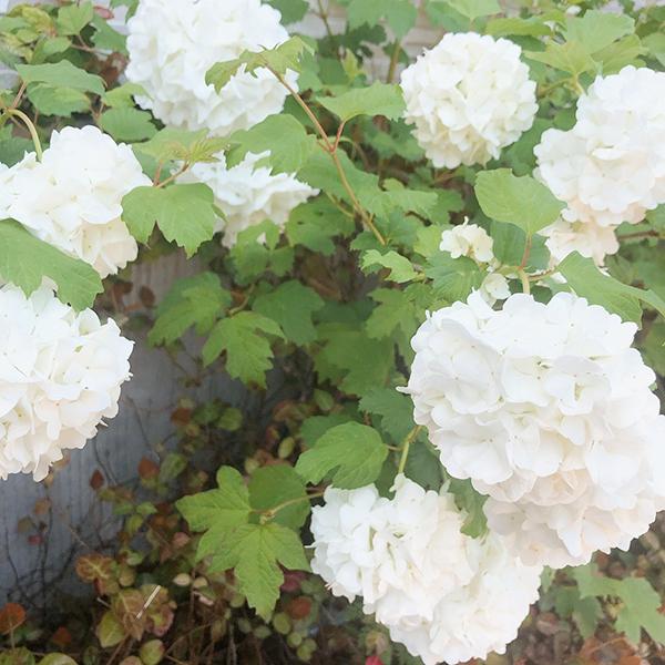 植物 挿し木苗 ビバーナム スノーボール 月曜日発送 2月日の週は祝日を挟む為 2月27日発送へ回します Plants 903 Charmers Yahoo 店 通販 Yahoo ショッピング