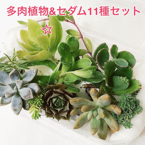 多肉植物 １１種セット 一部霜注意 100g以内 月曜日発送 Plants Set 004 Charmers Yahoo 店 通販 Yahoo ショッピング